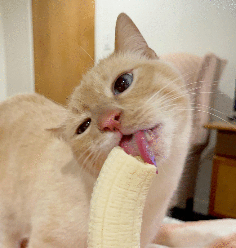 2_Cat-Named-Bean